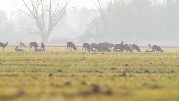 Belles Chevreuils Nature Européenne Chaud Lumière Printanière — Video