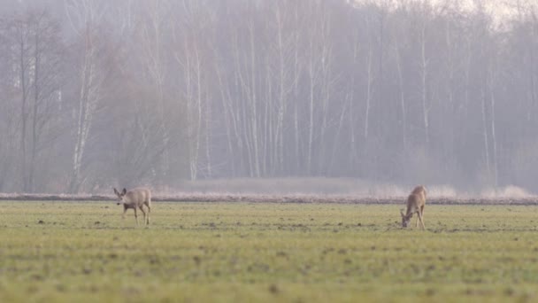 Hermosos Corzos Naturaleza Europea Caliente Luz Primavera — Vídeo de stock