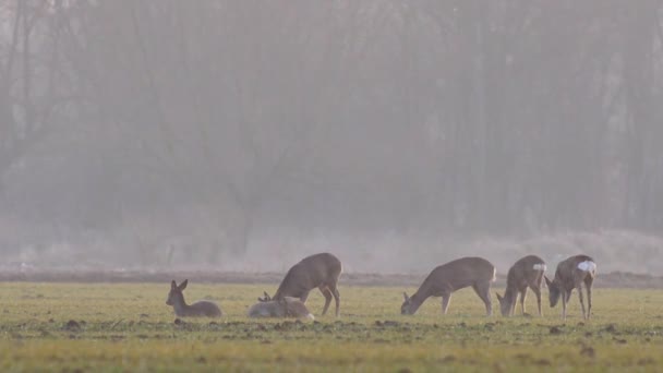 Schöne Rehe Europäische Natur Warmem Frühlingshaftem Licht — Stockvideo