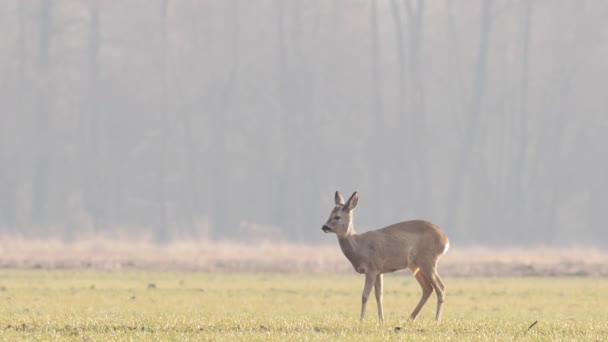 Piękne Sarny Europejska Natura Ciepłym Wiosennym Świetle — Wideo stockowe