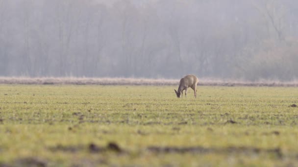 Belos Cervos Ovinos Natureza Europeia Quente Luz Primavera — Vídeo de Stock