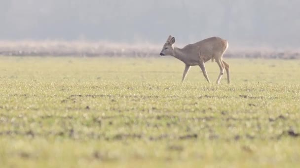 Vackra Roe Deers Europeisk Natur Varmt Vårljus — Stockvideo