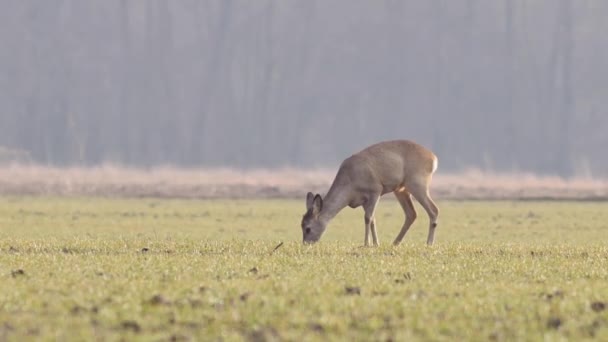 Mooie Roe Deers Europese Natuur Warm Lente Licht — Stockvideo