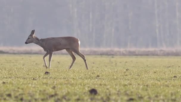 Vackra Roe Deers Europeisk Natur Varmt Vårljus — Stockvideo