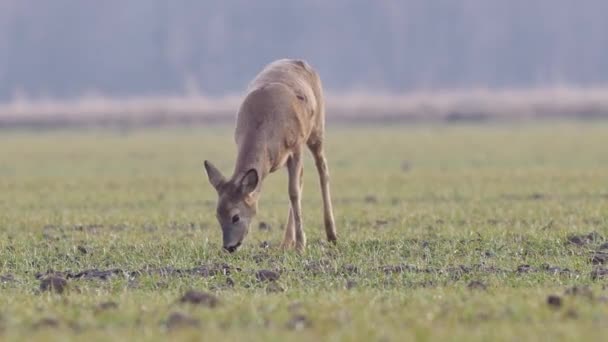Belles chevreuils, nature européenne au chaud, lumière printanière .