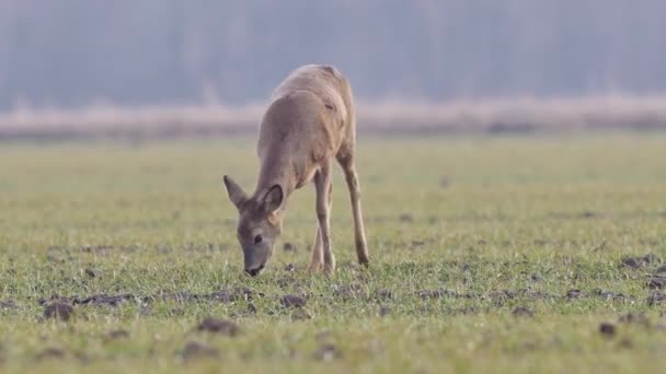 Schöne Rehe Europäische Natur Warmem Frühlingshaftem Licht — Stockvideo