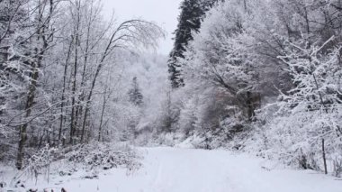 Ormanda kar kaplı yol. Kameranın pürüzsüz gimbal çekimi ileri hareket ediyor.