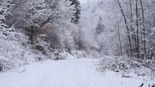 雪に覆われた森の中の道前方に移動するカメラの滑らかなジンバルショット — ストック動画