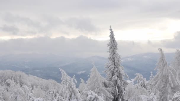 Kullarna Täcks Snö Solig Kall Dag Sudety Bergen — Stockvideo