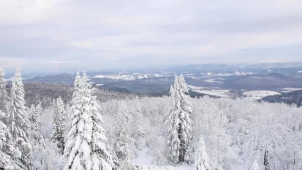 丘は雪に覆われました Sudety 山地の日当たりの良い 冷たい日 — ストック動画