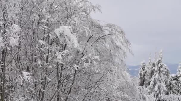 Schneebedeckte Hügel Sonniger Kalter Tag Den Sudetenbergen — Stockvideo