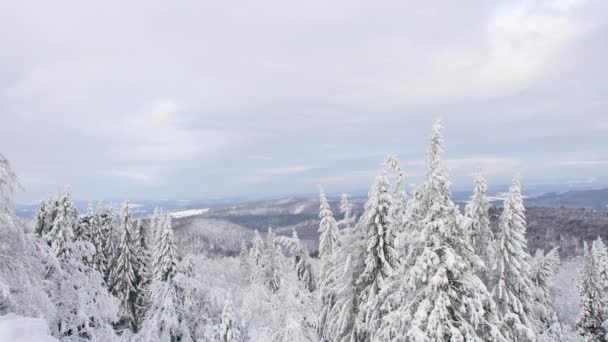 Kullarna Täcks Snö Solig Kall Dag Sudety Bergen — Stockvideo