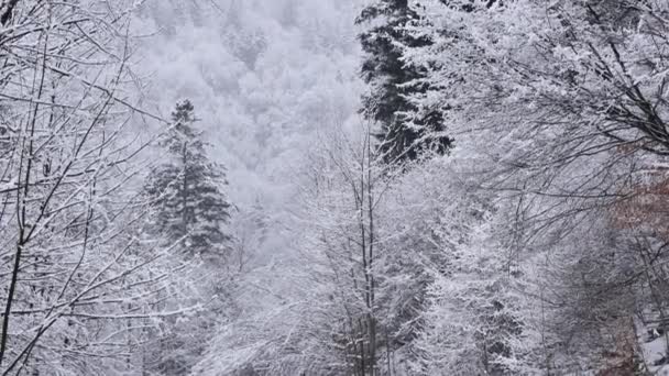 Schneebedeckte Hügel Sonniger Kalter Tag Den Sudetenbergen — Stockvideo