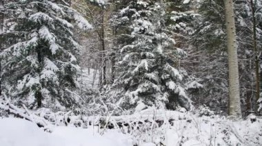 Ormanda kar kaplı yol. Kameranın pürüzsüz gimbal çekimi ileri hareket ediyor.