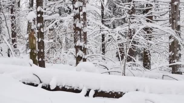 Weg Het Bos Bedekt Met Sneeuw Gladde Rotatie Shot Van — Stockvideo