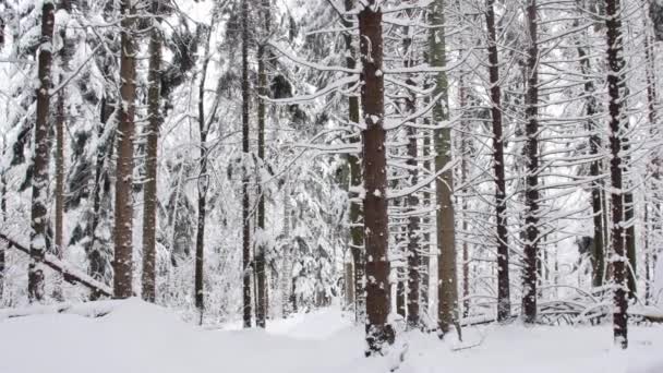 Estrada Floresta Coberta Neve Tiro Gimbal Suave Câmera Movendo Para — Vídeo de Stock