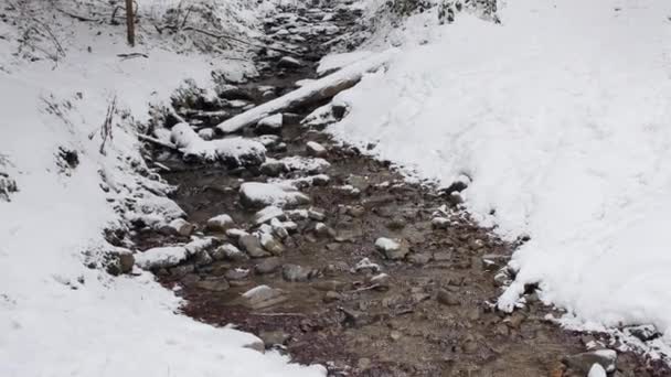 Camino Bosque Cubierto Nieve Gimbal Suave Cámara Moviéndose Hacia Adelante — Vídeo de stock