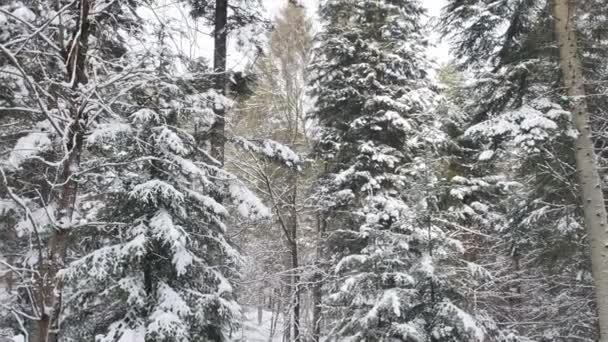 Estrada Floresta Coberta Neve Tiro Gimbal Suave Câmera Movendo Para — Vídeo de Stock