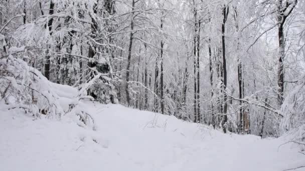Jalan Hutan Tertutup Salju Syuting Halus Gimbal Kamera Bergerak Maju — Stok Video