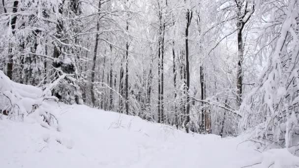 森林里的路被雪覆盖着 相机向前移动的平滑万向节拍摄 — 图库视频影像