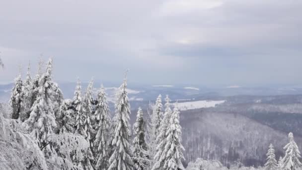 Weg Het Bos Bedekt Met Sneeuw Gladde Rotatie Shot Van — Stockvideo