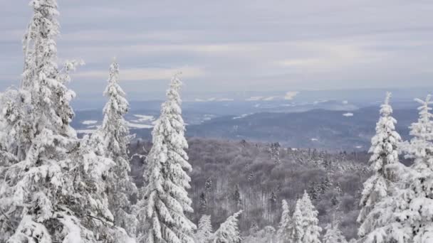 Väg Skogen Täckt Snö Smidig Gimbal Bild Kameran Framåt — Stockvideo