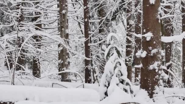 Weg Het Bos Bedekt Met Sneeuw Gladde Rotatie Shot Van — Stockvideo