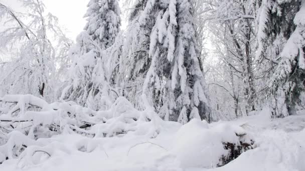 Estrada Floresta Coberta Neve Tiro Gimbal Suave Câmera Movendo Para — Vídeo de Stock