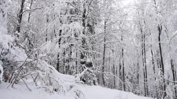 雪に覆われた森の中の道前方に移動するカメラの滑らかなジンバルショット — ストック動画