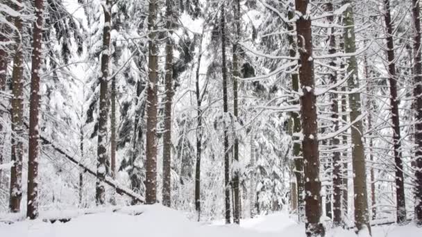 森林里的路被雪覆盖着 相机向前移动的平滑万向节拍摄 — 图库视频影像