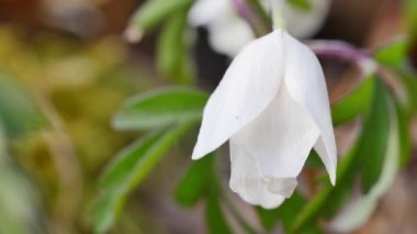 Güzel bir şakayık. Yakın çekim.