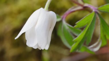 Güzel bir şakayık. Yakın çekim.