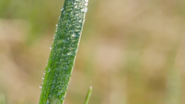 Dew Drops Green Fresh Blades Grass — Stock Video