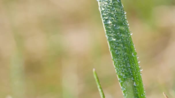 Dew Drops Green Fresh Blades Grass — Stock Video