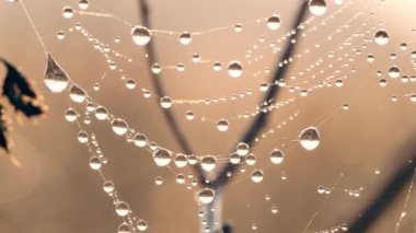 Su damlaları örümceklerin ağına düşer..