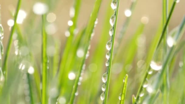 Gouttes de rosée sur le vert, lames fraîches de l'herbe .