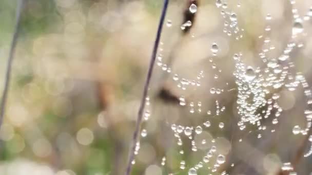 Vízcseppek Pókhálón Közelről — Stock videók