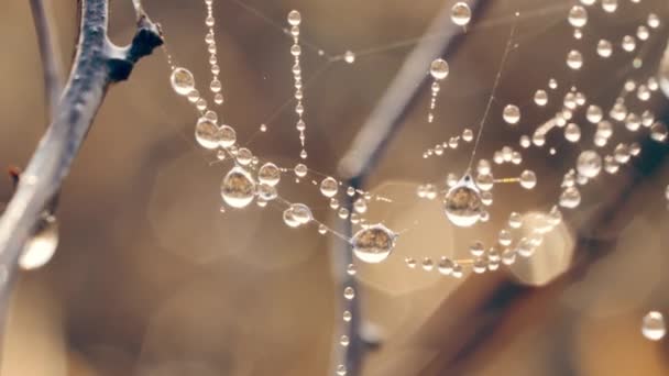 Gotas Agua Tela Arañas Cerca — Vídeo de stock