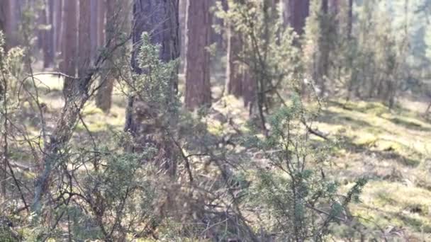 Images Point Vue Promenade Dans Forêt Journée Ensoleillée Dans Les — Video