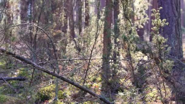 Punkt Widzenia Materiał Filmowy Spaceru Lesie Słoneczny Dzień Lesie — Wideo stockowe