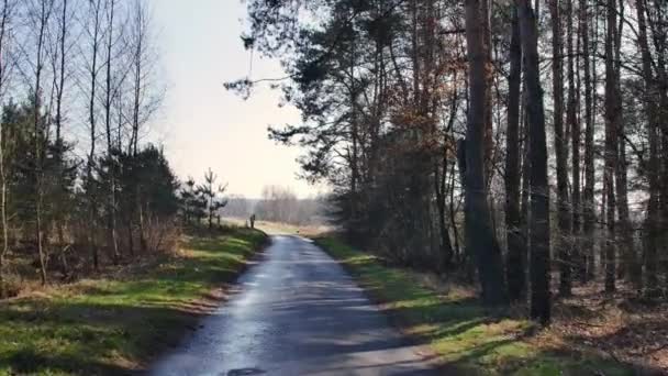 Punkt Widzenia Materiał Filmowy Spaceru Lesie Słoneczny Dzień Lesie — Wideo stockowe