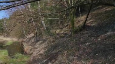 Ormanda yürüyüşün görüntüsü. Ormanda güneşli bir gün.