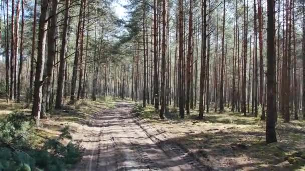 Nézőpont Felvétel Erdőben Tett Sétáról Napsütéses Nap Erdőben — Stock videók
