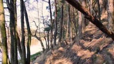 Ormanda yürüyüşün görüntüsü. Ormanda güneşli bir gün.