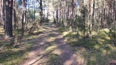 Ormanda yürüyüşün görüntüsü. Ormanda güneşli bir gün.