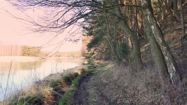 Punto Vista Filmato Passeggiata Nella Foresta Giornata Sole Nel Bosco — Video Stock