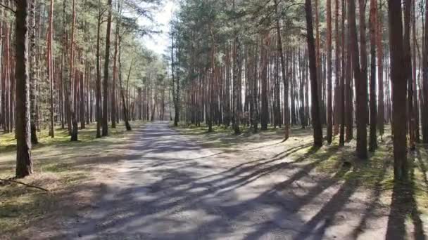 Punto Vista Filmato Passeggiata Nella Foresta Giornata Sole Nel Bosco — Video Stock