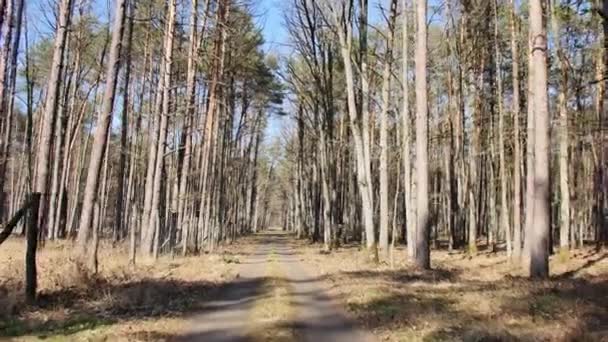 Στιγμιότυπο Του Περιπάτου Στο Δάσος Ηλιόλουστη Μέρα Στο Δάσος — Αρχείο Βίντεο