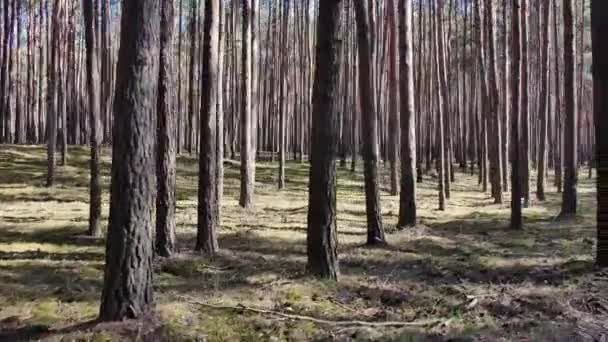Ormanda Yürüyüşün Görüntüsü Ormanda Güneşli Bir Gün — Stok video
