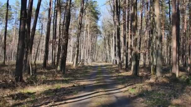 Punkt Widzenia Materiał Filmowy Spaceru Lesie Słoneczny Dzień Lesie — Wideo stockowe